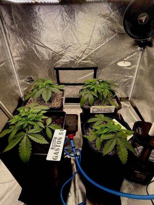 Bio-Hydro | AI+Grow | New Strains⁠ |. Week 3