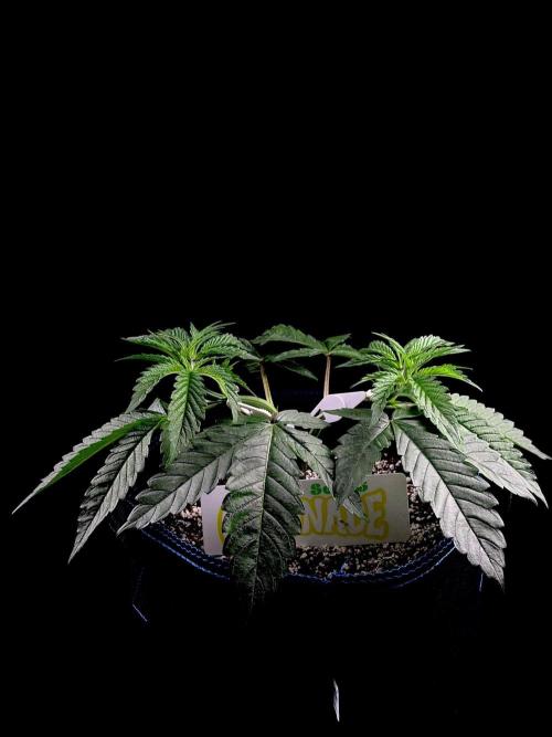 Bio-Hydro | AI+Grow | New Strains⁠ |. Week 4