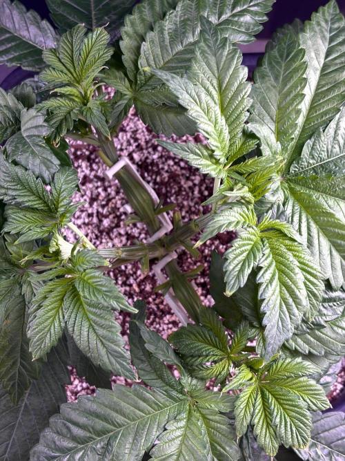 Bio-Hydro | AI+Grow | New Strains⁠ |. Week 4