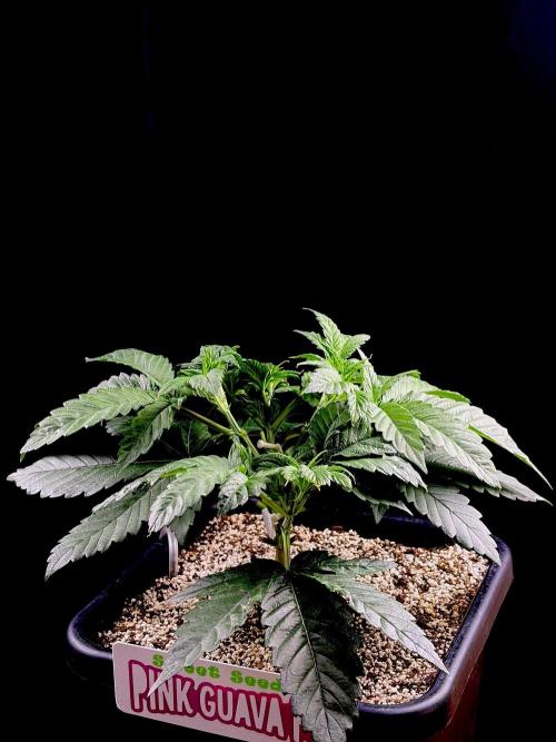 Bio-Hydro | AI+Grow | New Strains⁠ |. Week 4