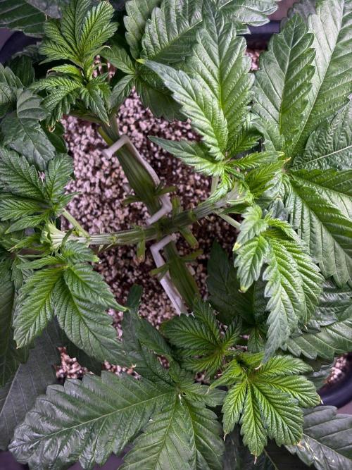 Bio-Hydro | AI+Grow | New Strains⁠ |. Week 4