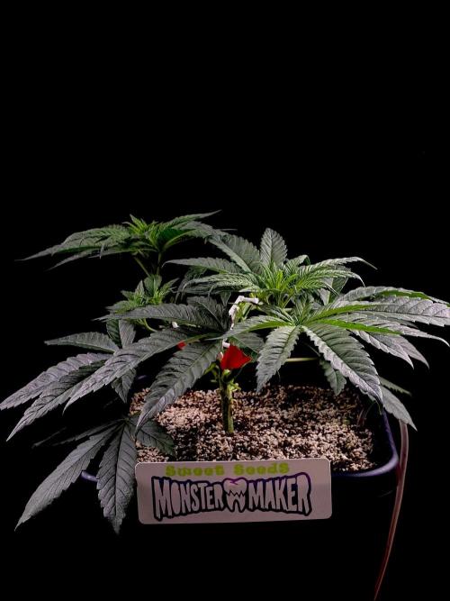 Bio-Hydro | AI+Grow | New Strains⁠ |. Week 4