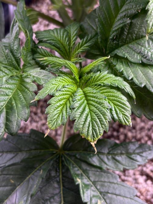 Bio-Hydro | AI+Grow | New Strains⁠ |. Week 4