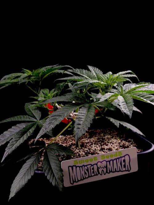 Bio-Hydro | AI+Grow | New Strains⁠ |. Week 4