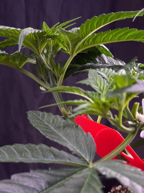 Bio-Hydro | AI+Grow | New Strains⁠ |. Week 4