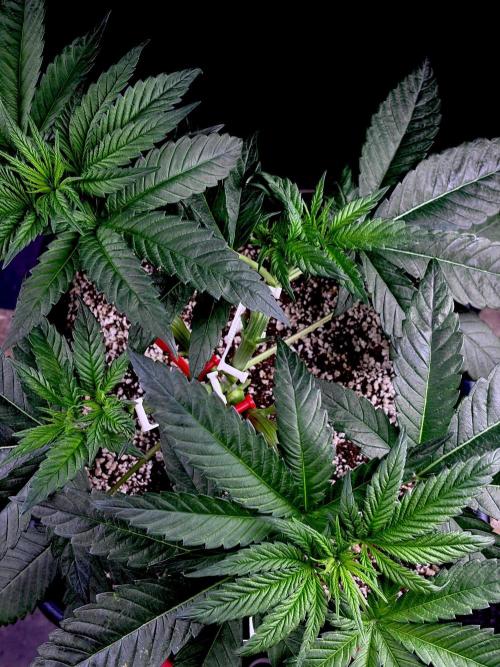 Bio-Hydro | AI+Grow | New Strains⁠ |. Week 4