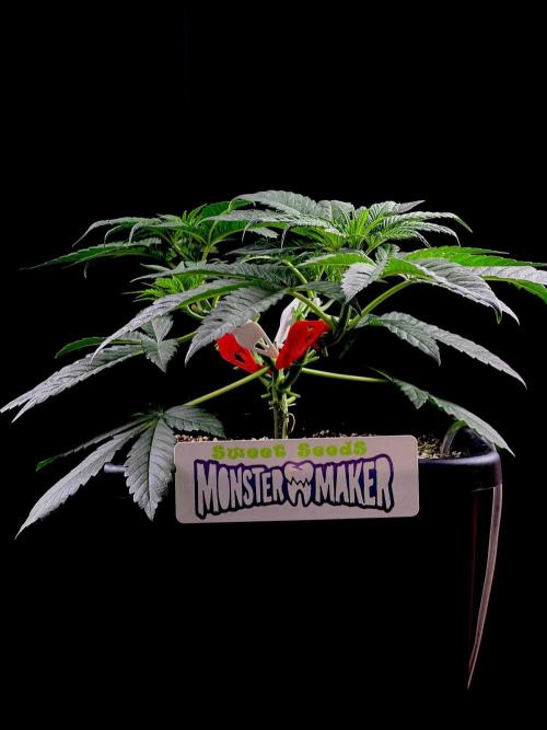 Bio-Hydro | AI+Grow | New Strains⁠ |. Week 4