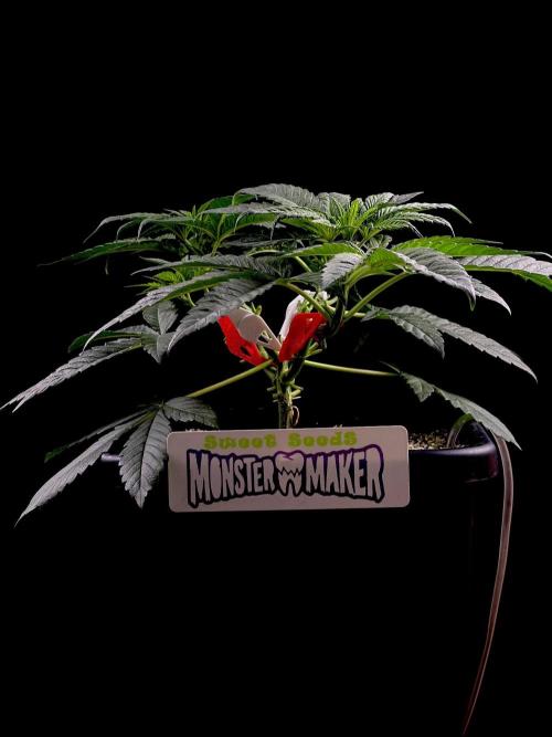 Bio-Hydro | AI+Grow | New Strains⁠ |. Week 4