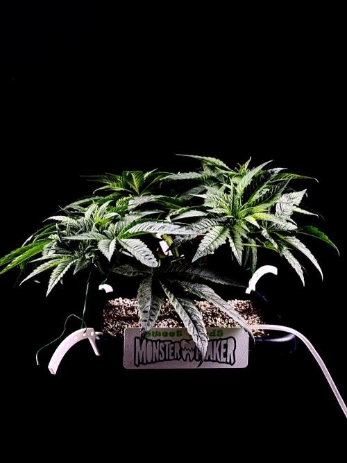 Bio-Hydro | AI+Grow | New Strains⁠ |. Week 5