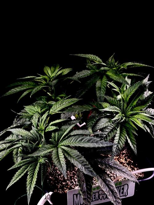 Bio-Hydro | AI+Grow | New Strains⁠ |. Week 5