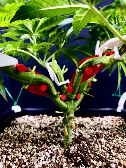 Bio-Hydro | AI+Grow | New Strains⁠ |. Week 5