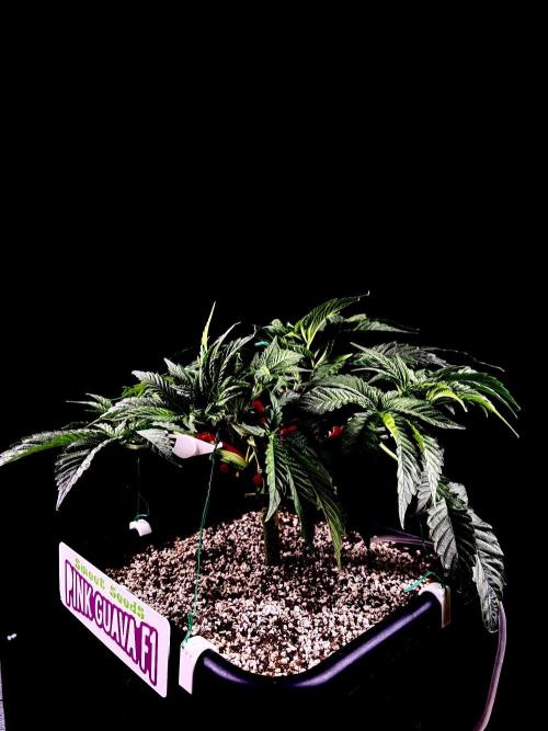 Bio-Hydro | AI+Grow | New Strains⁠ |. Week 5