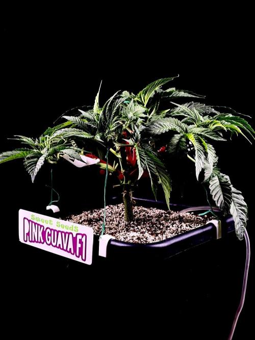 Bio-Hydro | AI+Grow | New Strains⁠ |. Week 5