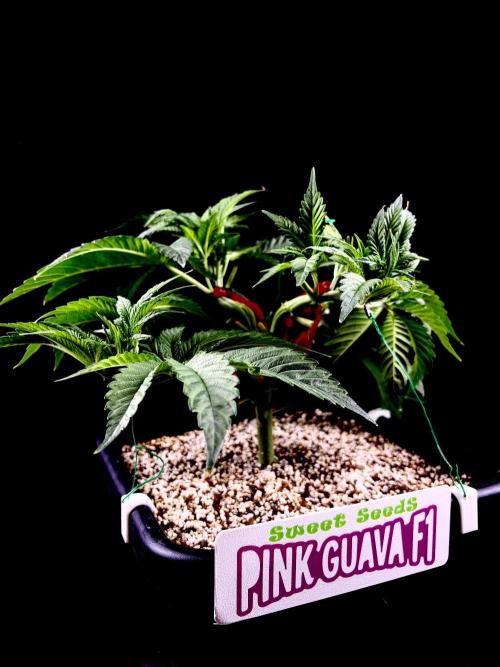 Bio-Hydro | AI+Grow | New Strains⁠ |. Week 5