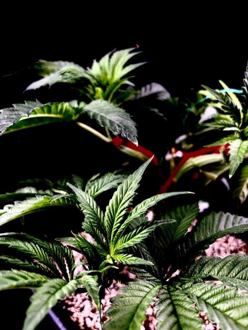Bio-Hydro | AI+Grow | New Strains⁠ |. Week 5