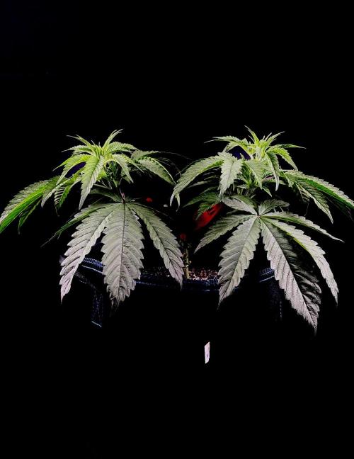 Bio-Hydro | AI+Grow | New Strains⁠ |. Week 5