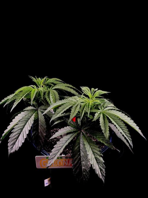 Bio-Hydro | AI+Grow | New Strains⁠ |. Week 5