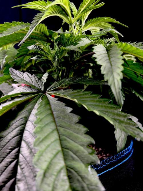 Bio-Hydro | AI+Grow | New Strains⁠ |. Week 5