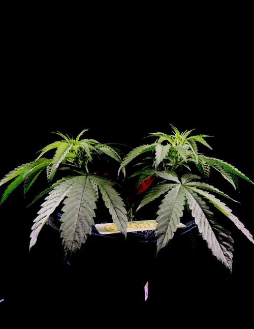 Bio-Hydro | AI+Grow | New Strains⁠ |. Week 5