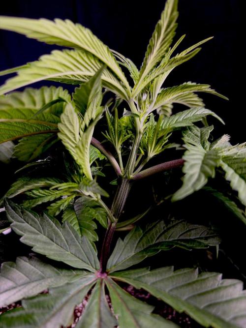 Bio-Hydro | AI+Grow | New Strains⁠ |. Week 5