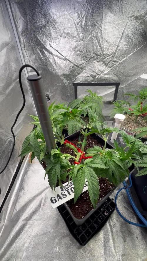Bio-Hydro | AI+Grow | New Strains⁠ |