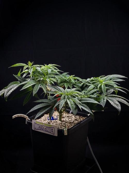 Bio_Hydro|AutoPot_Coco|Ai|New Strains⁠ |. Week 6