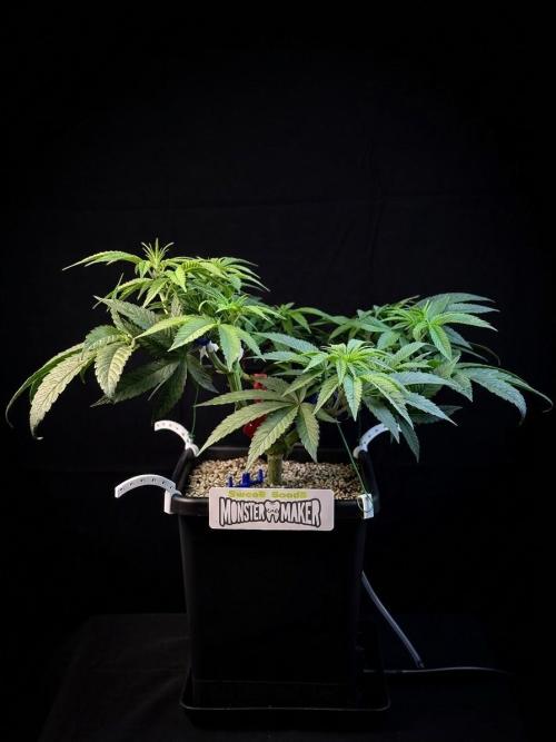 Bio_Hydro|AutoPot_Coco|Ai|New Strains⁠ |. Week 6