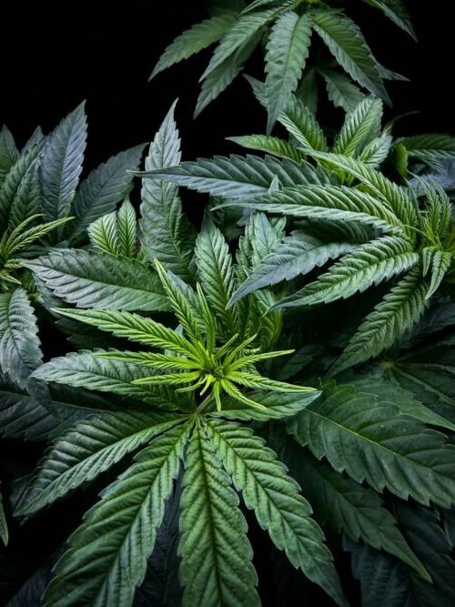 Bio_Hydro|AutoPot_Coco|Ai|New Strains⁠ |. Week 6