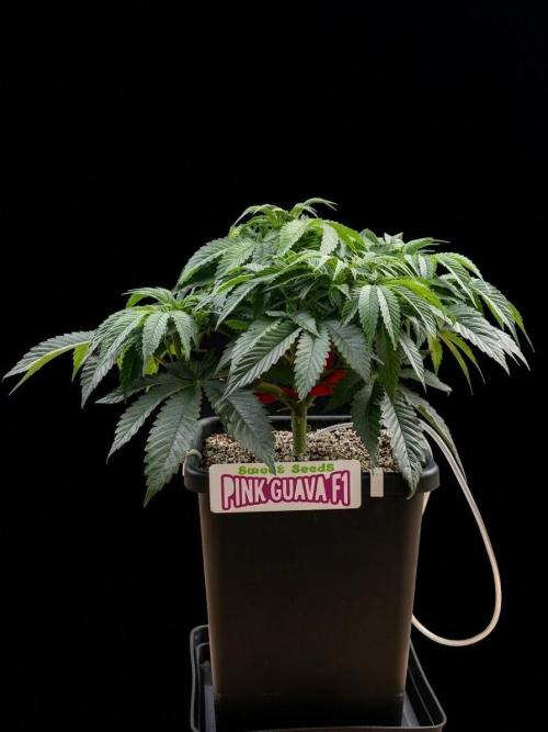 Bio_Hydro|AutoPot_Coco|Ai|New Strains⁠ |. Week 6