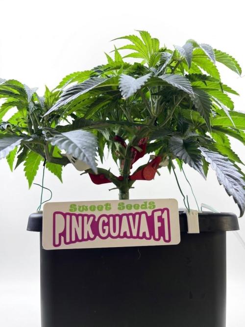 Bio_Hydro|AutoPot_Coco|Ai|New Strains⁠ |. Week 6