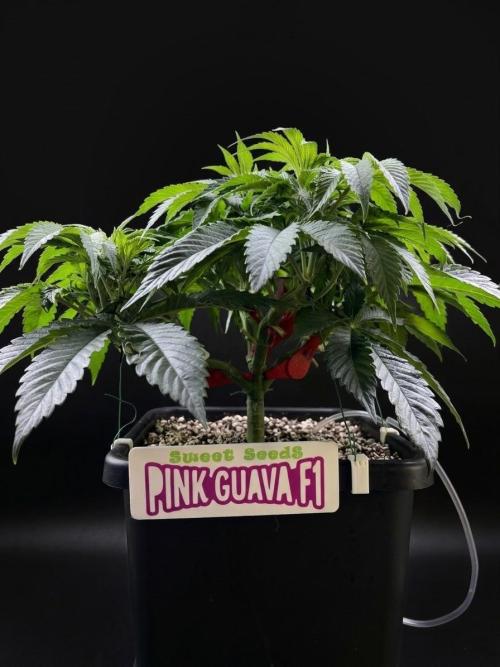 Bio_Hydro|AutoPot_Coco|Ai|New Strains⁠ |. Week 6