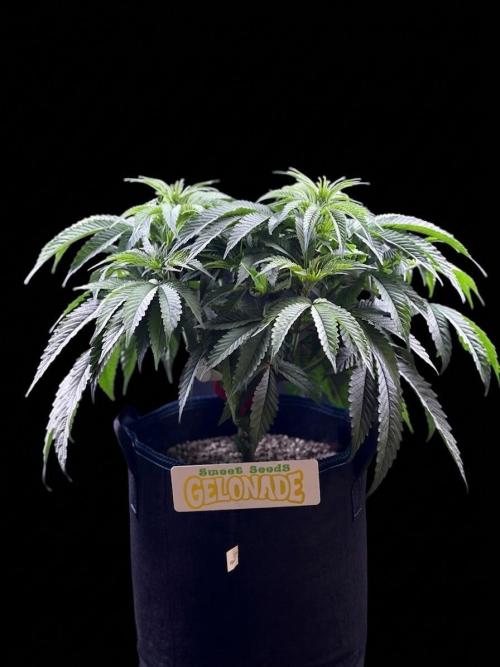 Bio_Hydro|AutoPot_Coco|Ai|New Strains⁠ |. Week 6