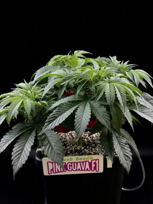 Bio_Hydro|AutoPot_Coco|Ai|New Strains⁠ |. Week 6