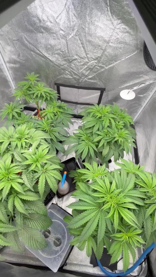 Bio_Hydro|AutoPot_Coco|Ai|New Strains |