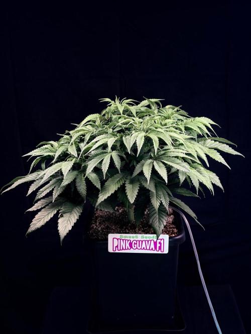 Bio_Hydro|AutoPot_Coco|Ai|New Strains⁠ |. Week 7