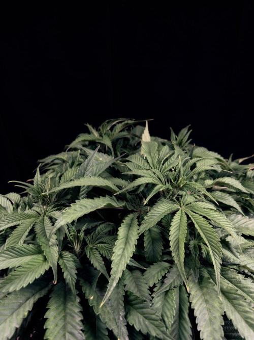 Bio_Hydro|AutoPot_Coco|Ai|New Strains⁠ |. Week 7