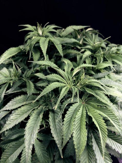 Bio_Hydro|AutoPot_Coco|Ai|New Strains⁠ |. Week 7