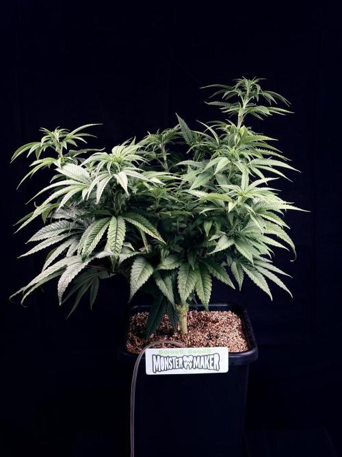 Bio_Hydro|AutoPot_Coco|Ai|New Strains⁠ |. Week 7