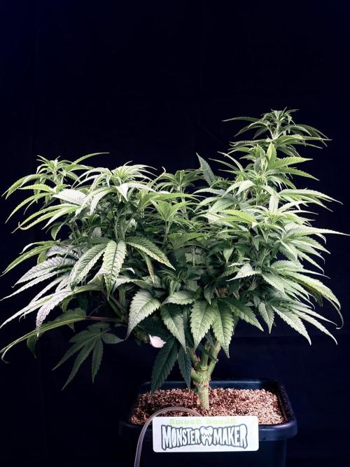 Bio_Hydro|AutoPot_Coco|Ai|New Strains⁠ |. Week 7