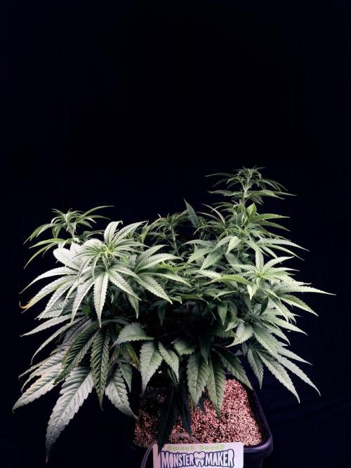 Bio_Hydro|AutoPot_Coco|Ai|New Strains⁠ |. Week 7