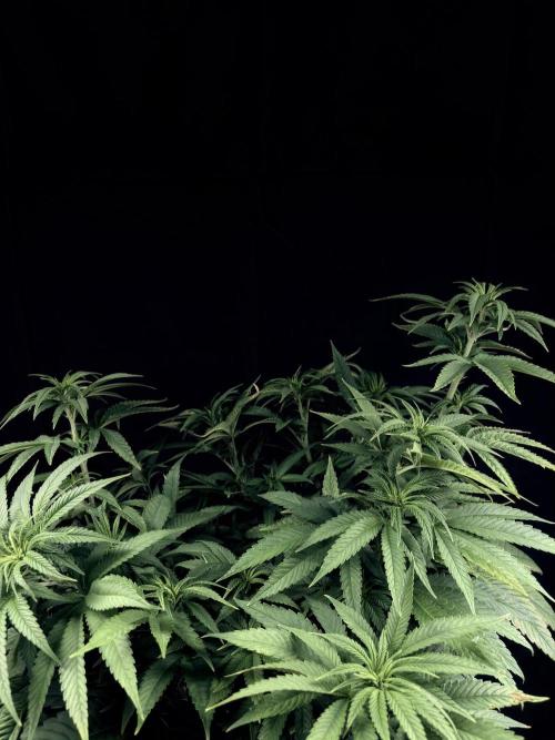 Bio_Hydro|AutoPot_Coco|Ai|New Strains⁠ |. Week 7