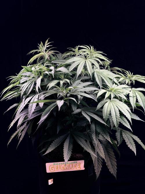 Bio_Hydro|AutoPot_Coco|Ai|New Strains⁠ |. Week 7
