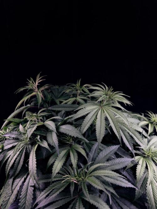 Bio_Hydro|AutoPot_Coco|Ai|New Strains⁠ |. Week 7