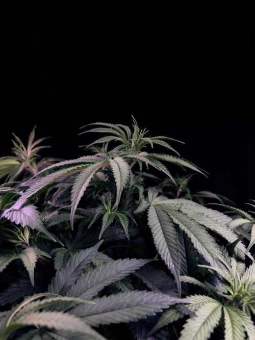 Bio_Hydro|AutoPot_Coco|Ai|New Strains⁠ |. Week 7