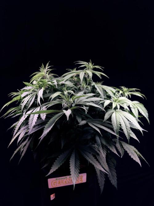 Bio_Hydro|AutoPot_Coco|Ai|New Strains⁠ |. Week 7