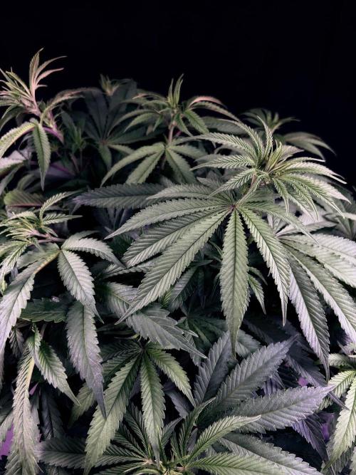 Bio_Hydro|AutoPot_Coco|Ai|New Strains⁠ |. Week 7