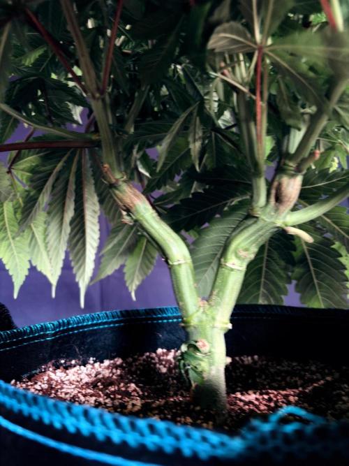 Bio_Hydro|AutoPot_Coco|Ai|New Strains⁠ |. Week 7
