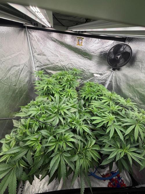 Bio_Hydro|AutoPot_Coco|Ai|New Strains⁠ |. Week 7