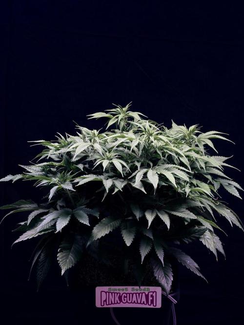 Bio_Hydro|AutoPot_Coco|Ai|New Strains⁠ |. Week 8