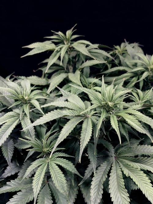 Bio_Hydro|AutoPot_Coco|Ai|New Strains⁠ |. Week 8